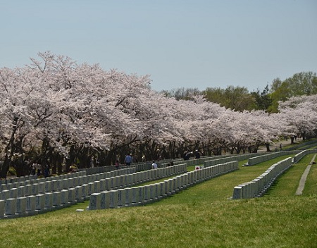 墓地公園